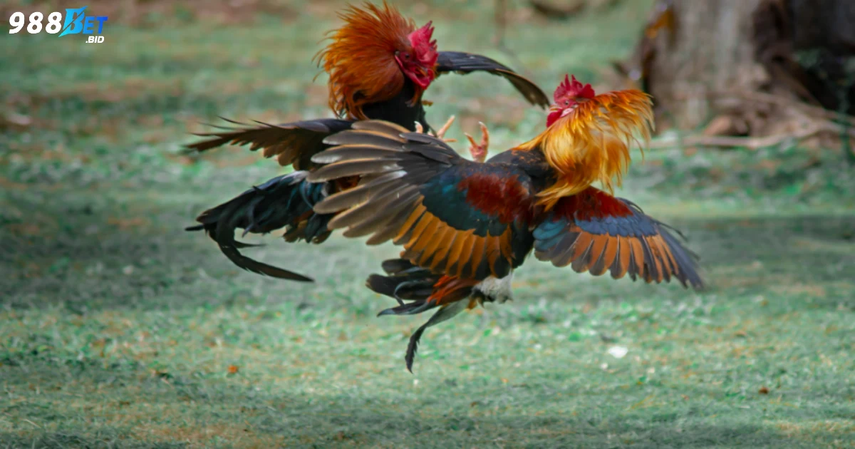 Cá cược đá gà trực tuyến là gì? Giới thiệu hệ thống cá cược tại 988BET