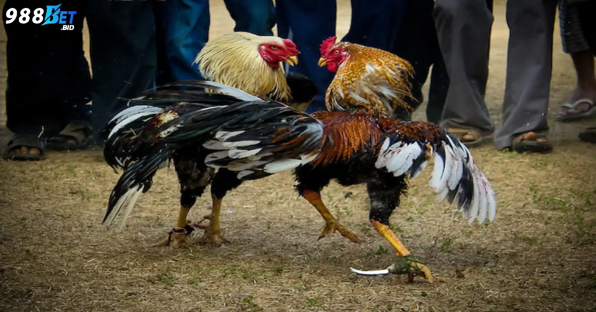 Cách cá cược đá gà trực tuyến để giành chiến thắng