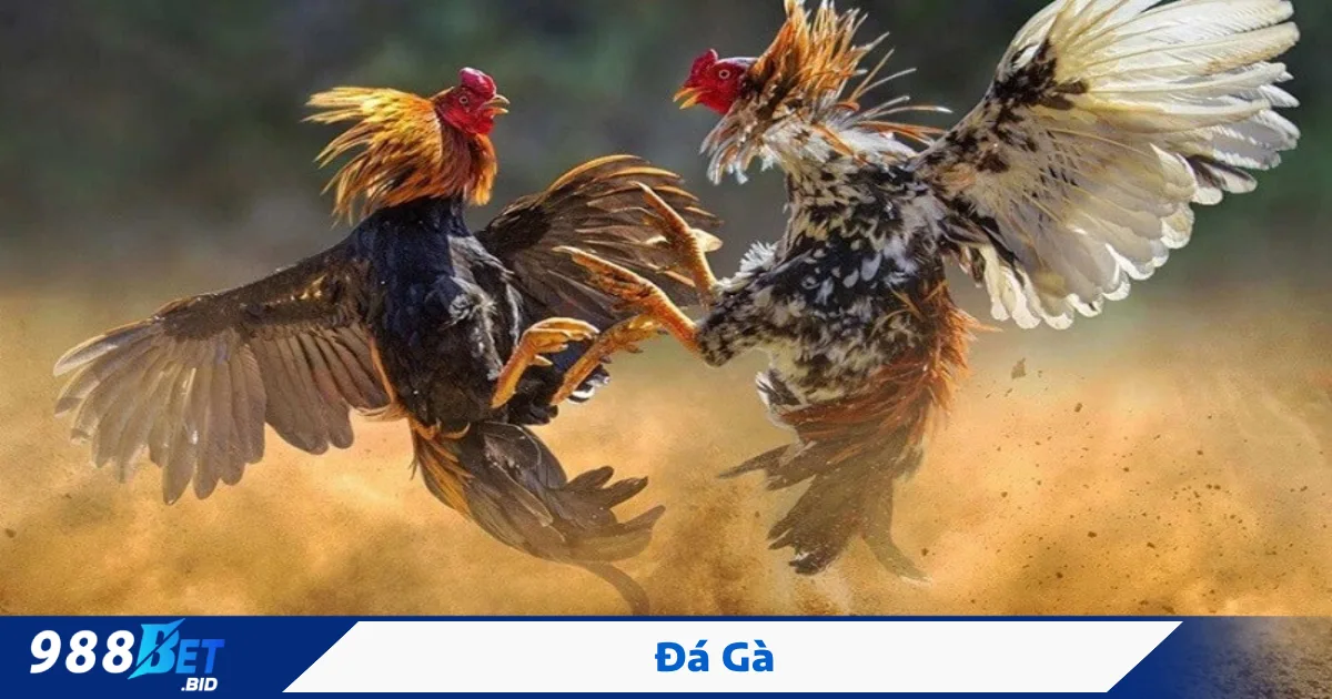 Đá gà cựa dao – Sát phạt nhanh, thắng bại chỉ trong vài giây