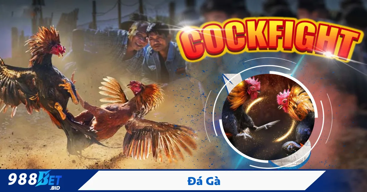 Đá gà Thomo – Sàn đấu lớn nhất khu vực, nơi hội tụ chiến kê hàng đầu