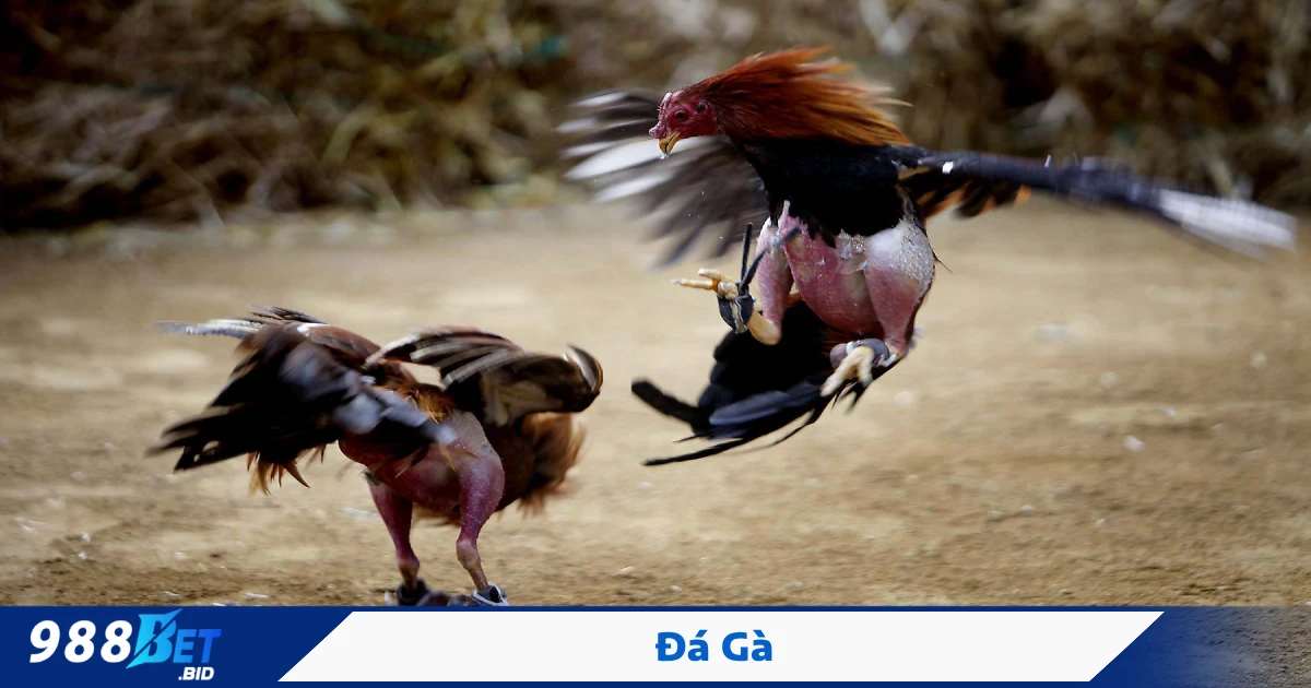 Cách Đặt Cược Đá Gà 988BET Để Gia Tăng Cơ Hội Thắng