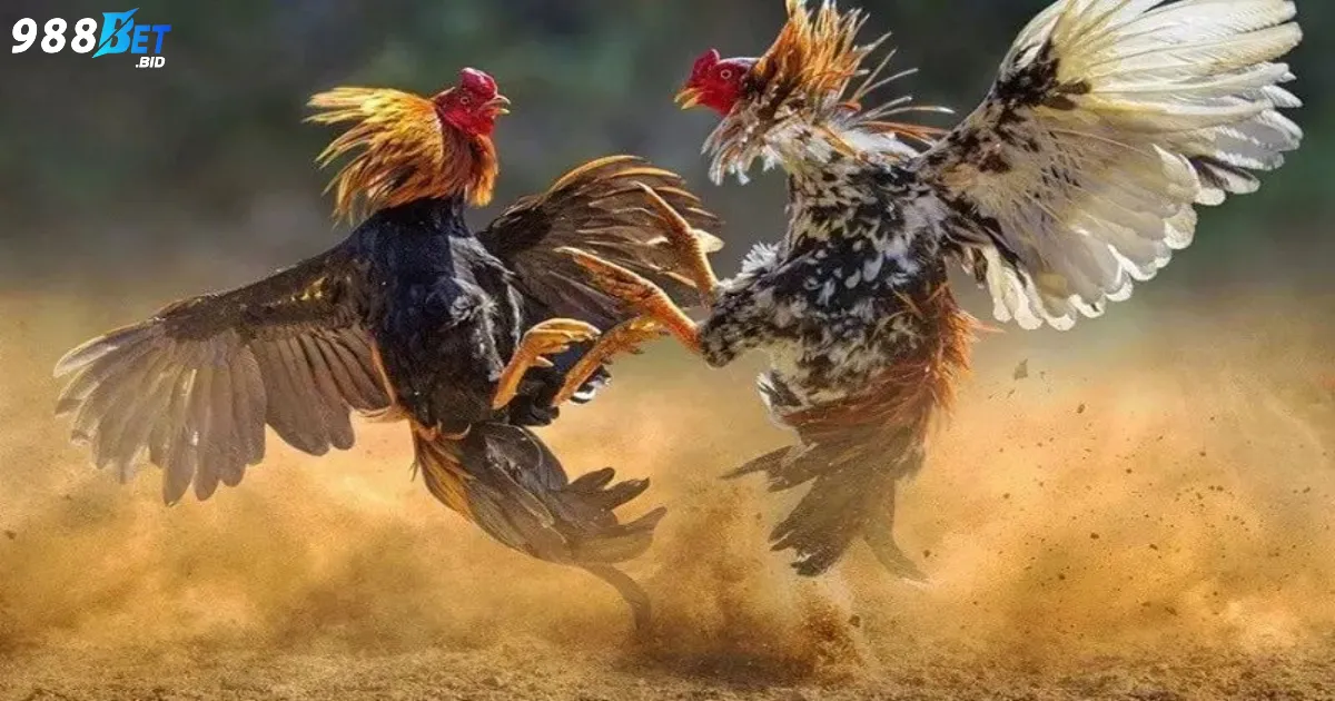 Trận đá gà 24 tỷ là gì? Giới thiệu sự kiện cá cược đá gà lớn nhất