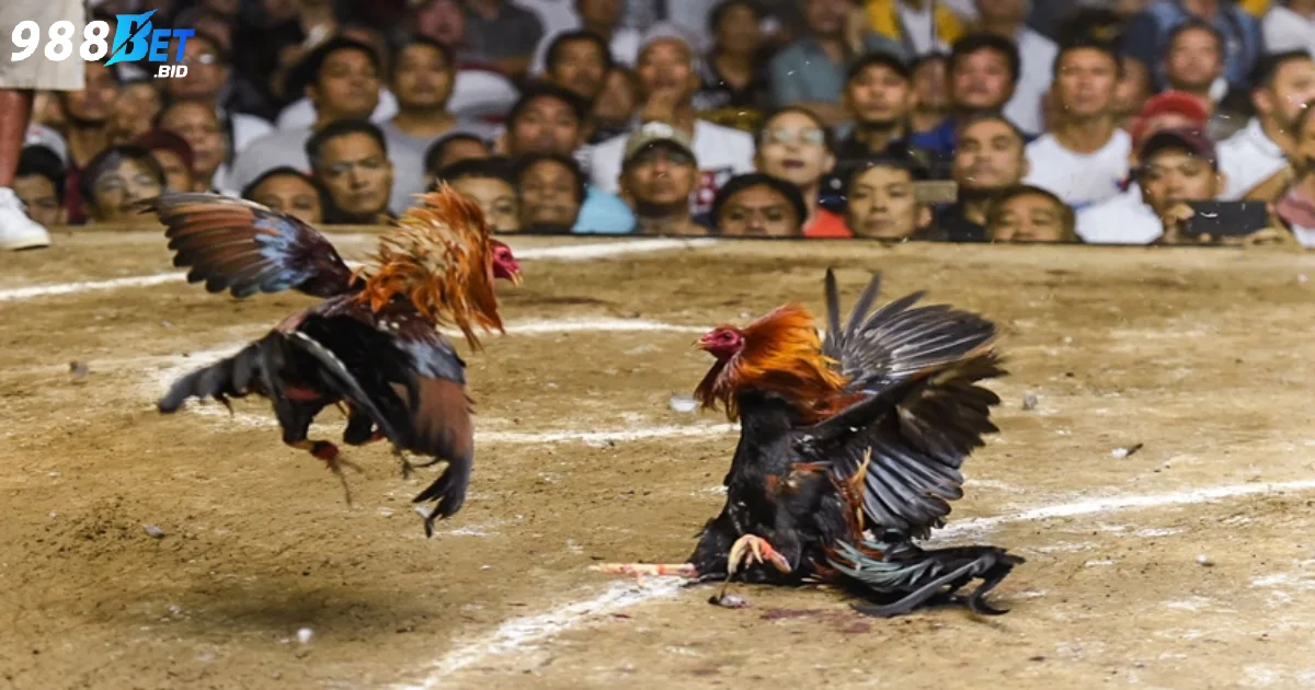 Tiêu chí đánh giá trận đấu trực tiếp đá gà tre