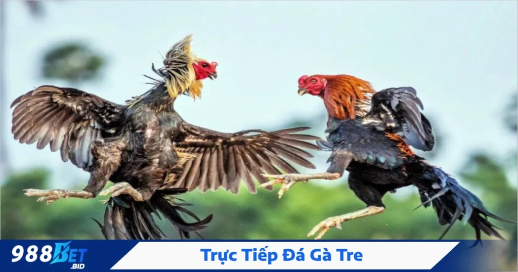 Trực Tiếp Đá Gà Tre 988BET – Xem Nhanh, Đặt Cược Liền Tay