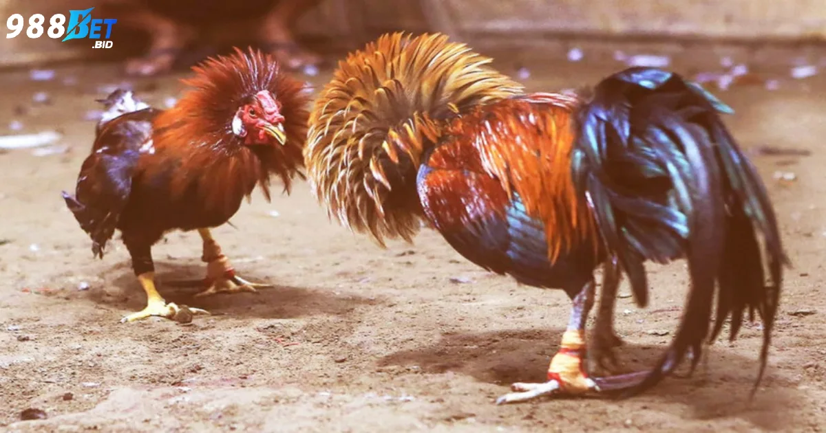 Luật lệ và quy tắc đặt cược đặc trưng