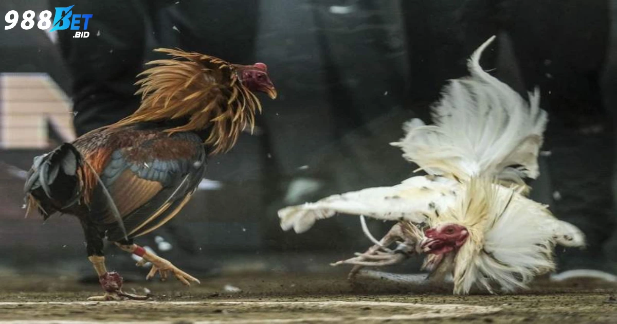 Xem đá gà Campuchia tại nền tảng cá cược uy tín